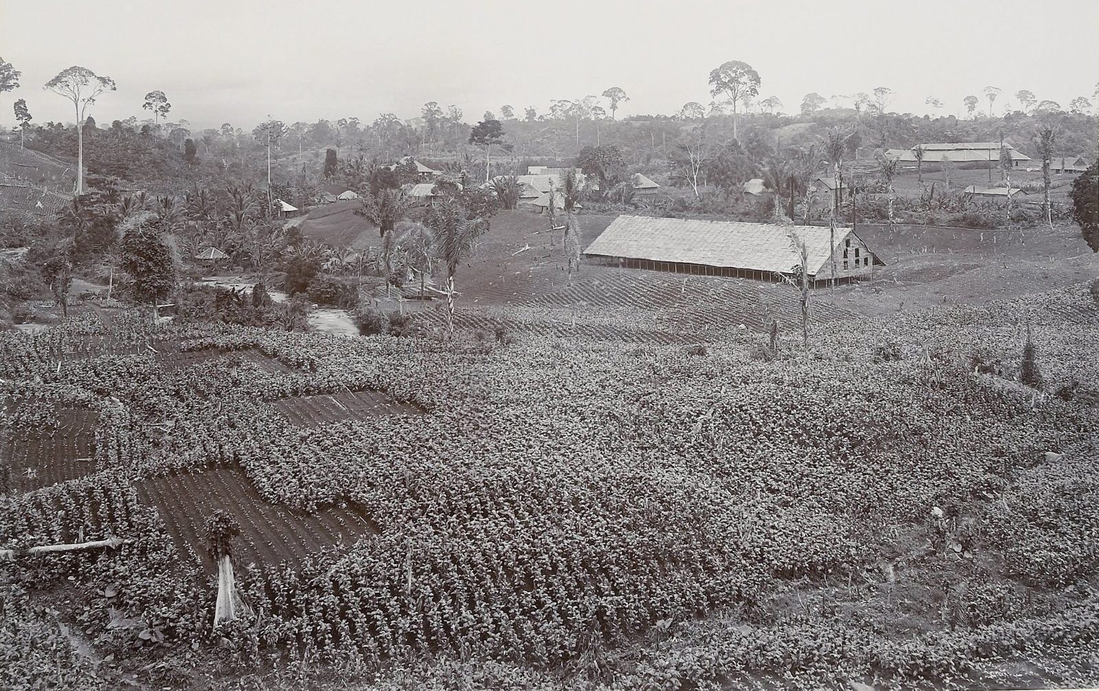 Tobacco fields on an estate near Medan, with a long drying shed, tree stumps among the crop and a few tall forest trees left on the horizon.