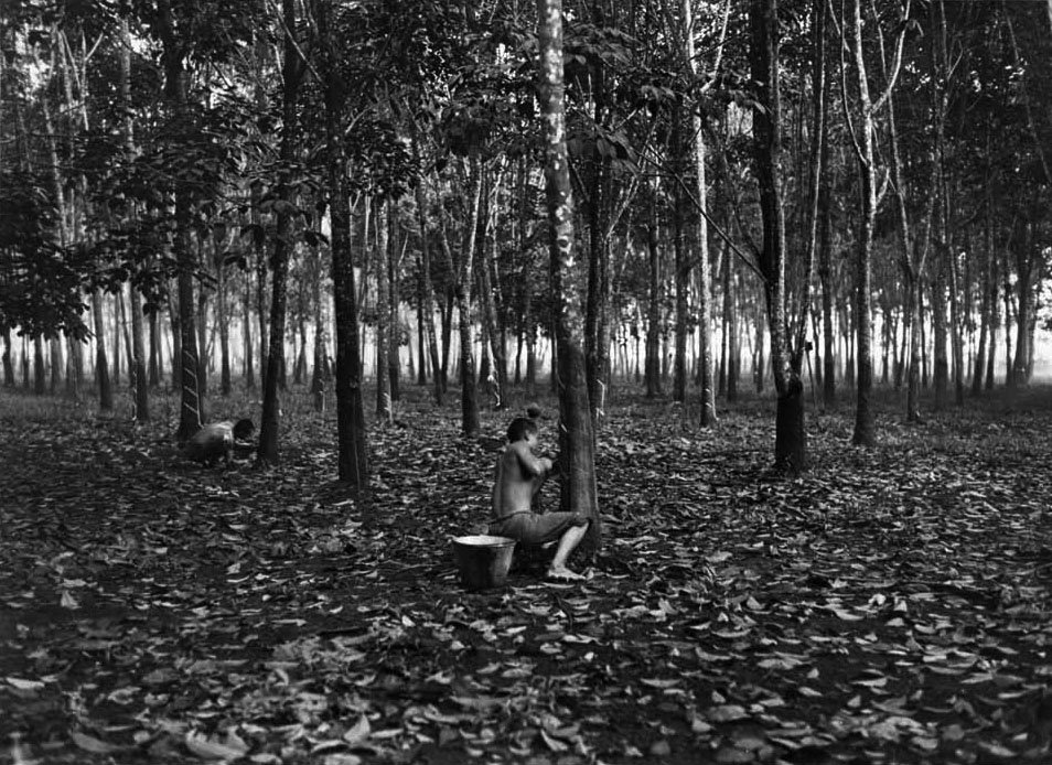 A rubber tapper crouching at the base of a tree in a rubber plantation, a bucket beside him.