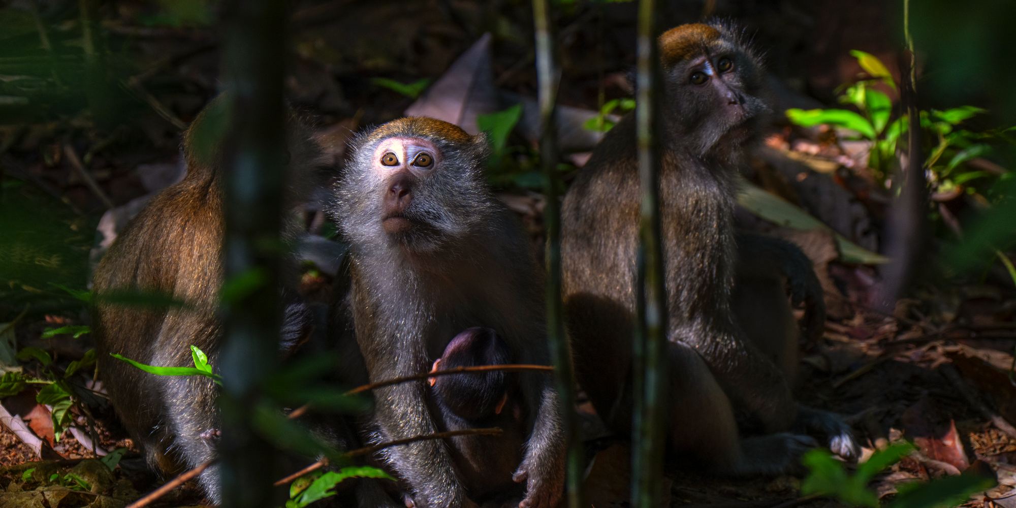 Three long-tailed macaques sitting on the forest floor in dappled light, looking up, one holding a baby against her chest.
