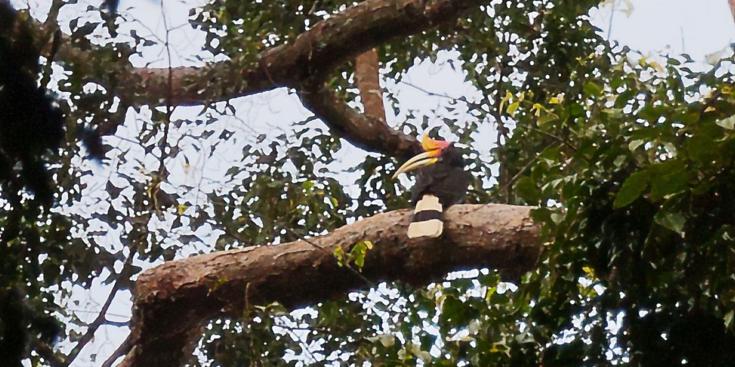 A rhinoceros hornbill, black with a yellow bill, an orange-red casque and a white tail with a black band, perched on a high branch.