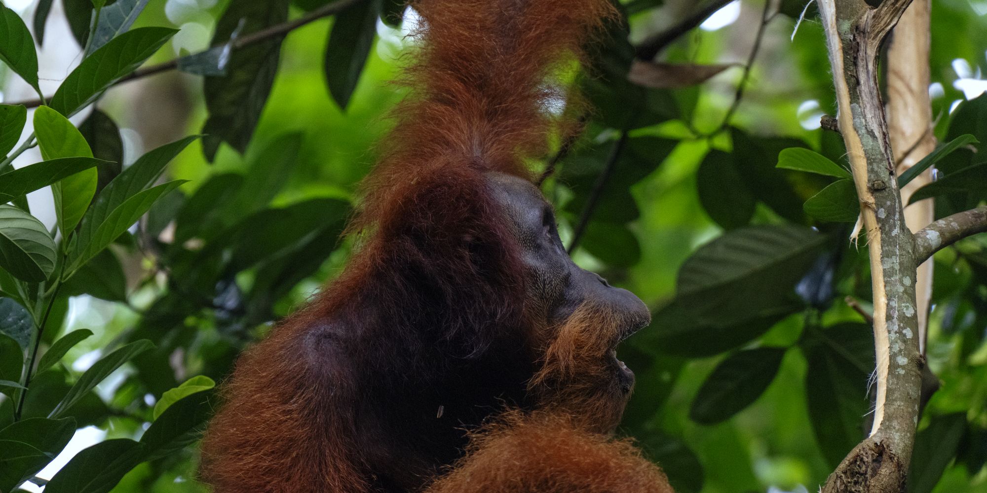 A Sumatran orangutan with long red-brown hair, seen in profile, hanging from a branch among green leaves.
