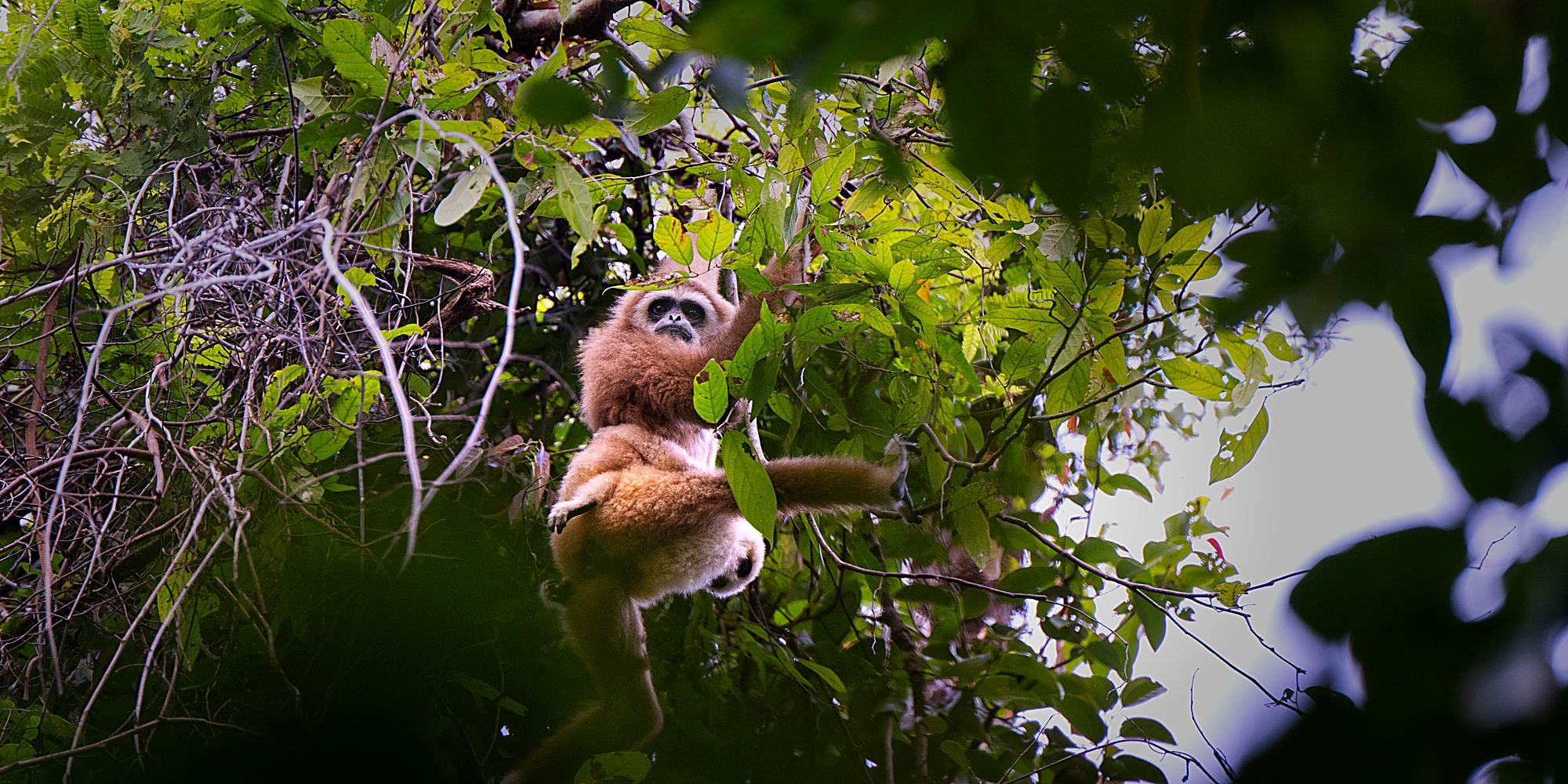 A pale, buff-coloured white-handed gibbon with a ring of white fur around its dark face, climbing through leaves.
