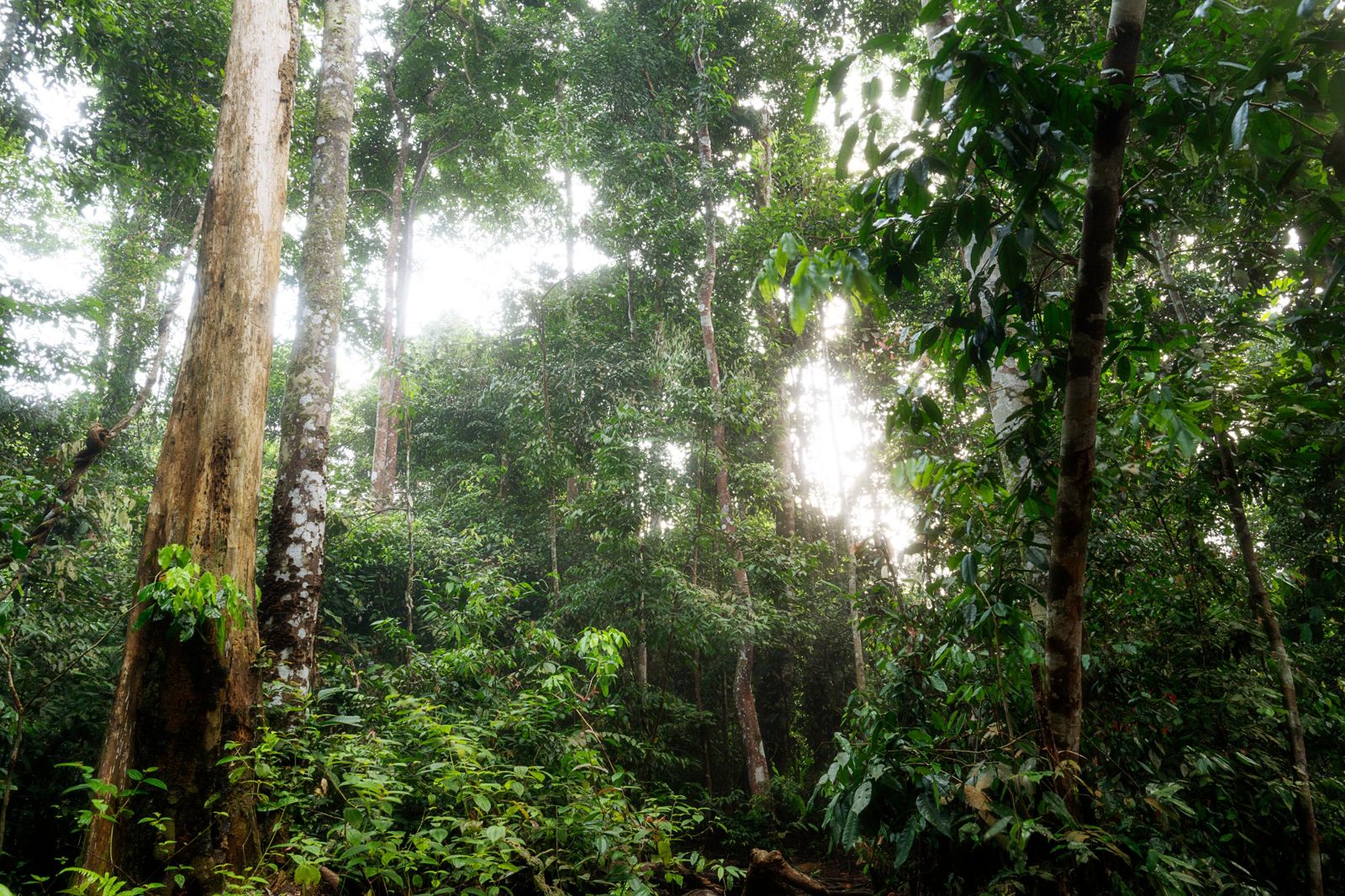 Tall trees and dense green undergrowth in a Sumatran rainforest, light coming through the canopy.