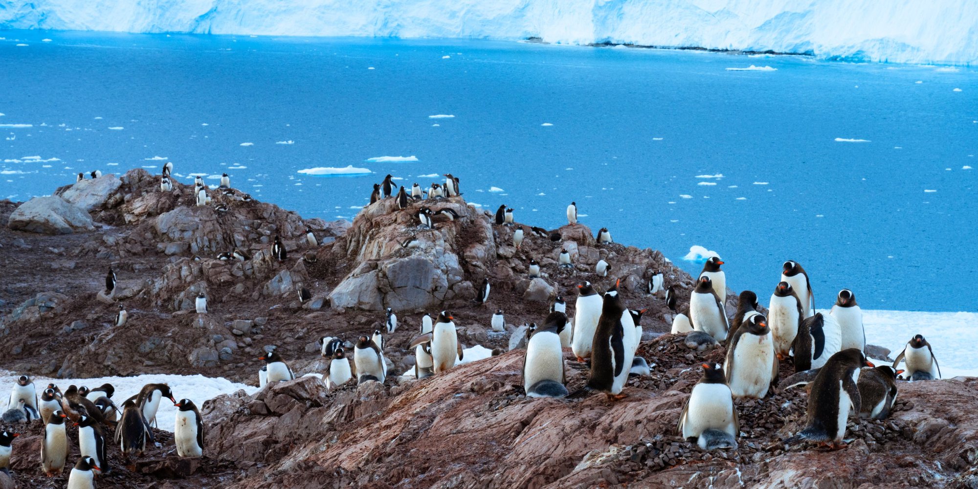 A gentoo penguin colony on red-brown rocks above a bright blue bay, with a white glacier wall on the far shore.