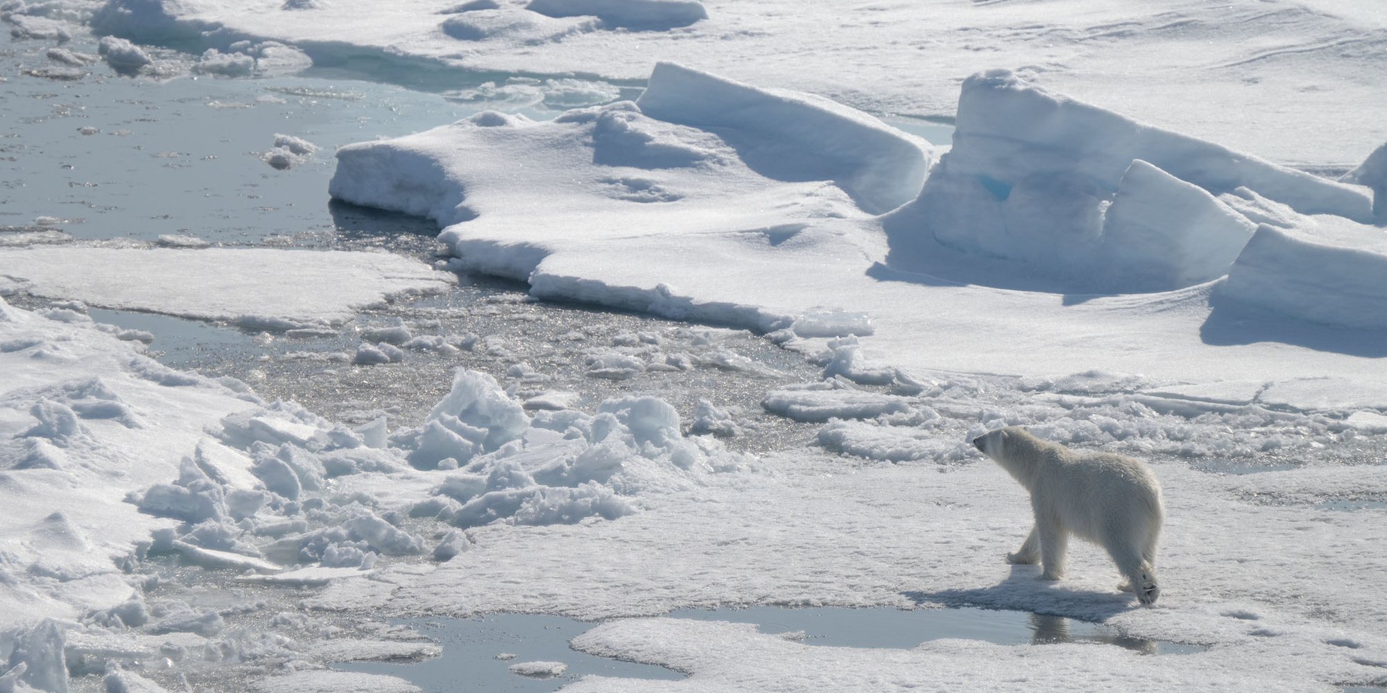 A polar bear walking across broken, melting sea ice, with pools of meltwater and ridged floes around it.