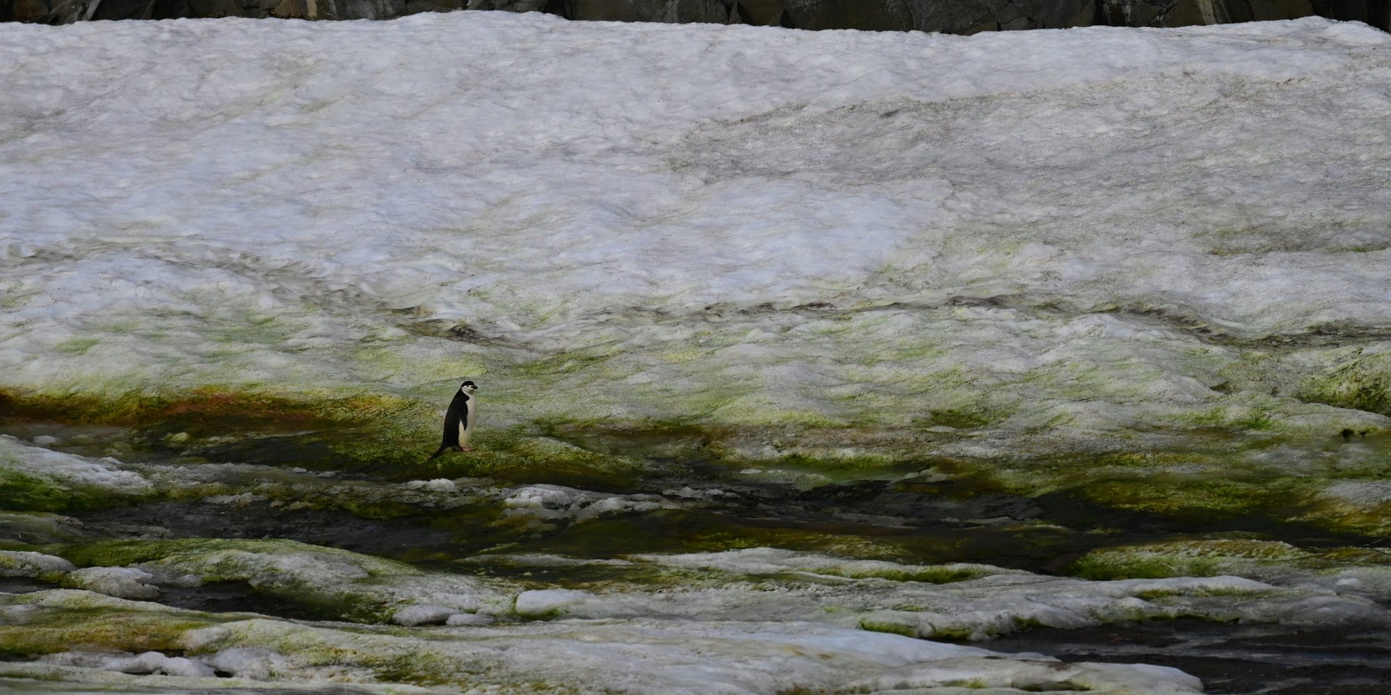 A slope of snow streaked green and pink with algae, with a single penguin walking across it.